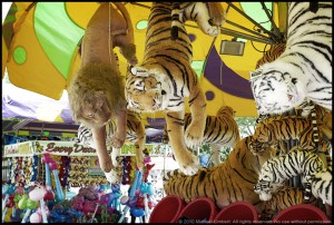 Lions
